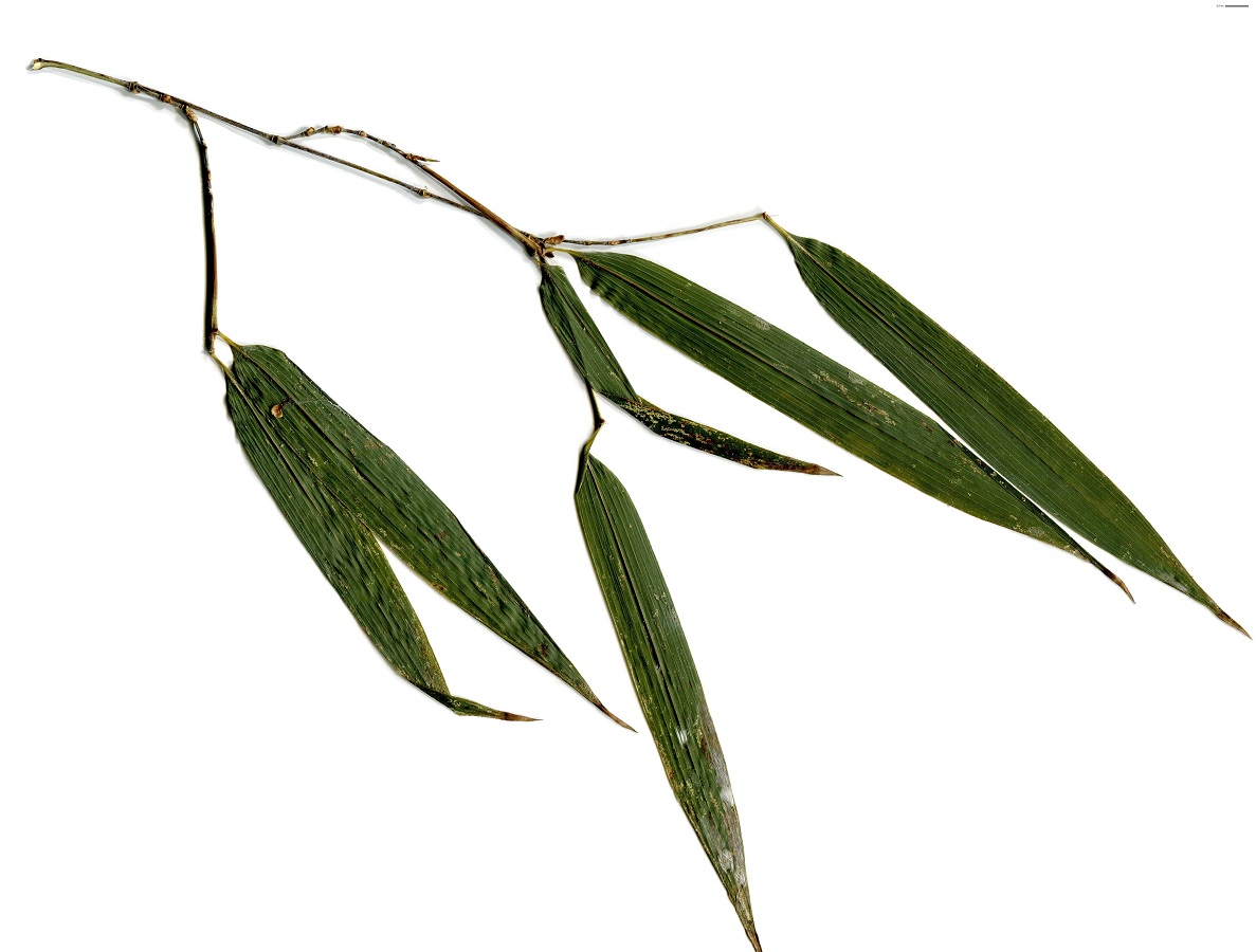 Phyllostachys nigra (Poaceae)